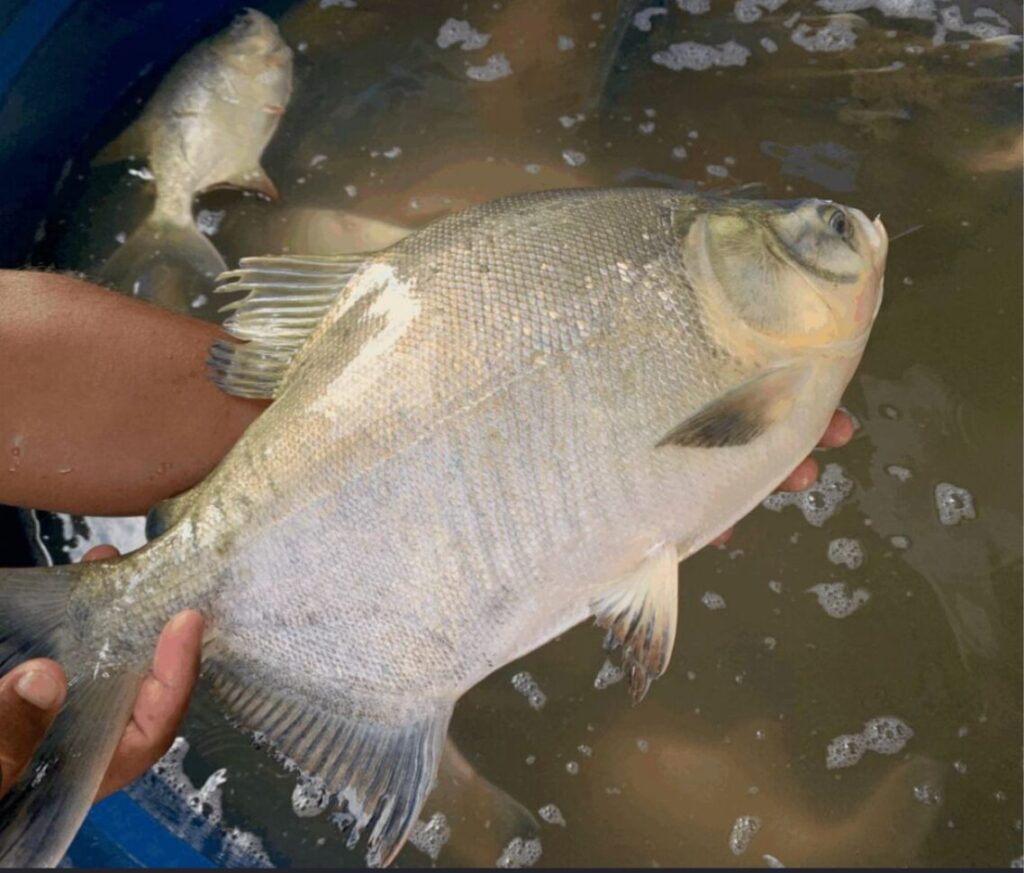 Pesquisa municipal revela preços de peixes na capital durante a Semana Santa