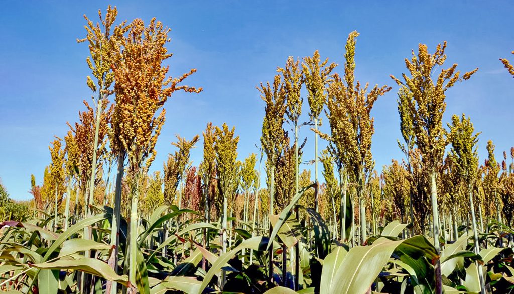 Chuvas irregulares preocupam produtores e Tocantins aposta em novas tecnologias para proteger lavouras de soja e milho