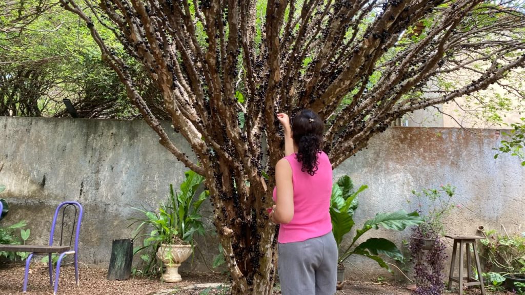 Festa da Jabuticaba terá mais um fim de semana de gastronomia e cultura